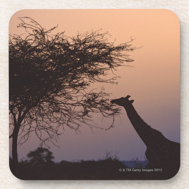 Reticulated Giraffe 2 Coaster (Front)