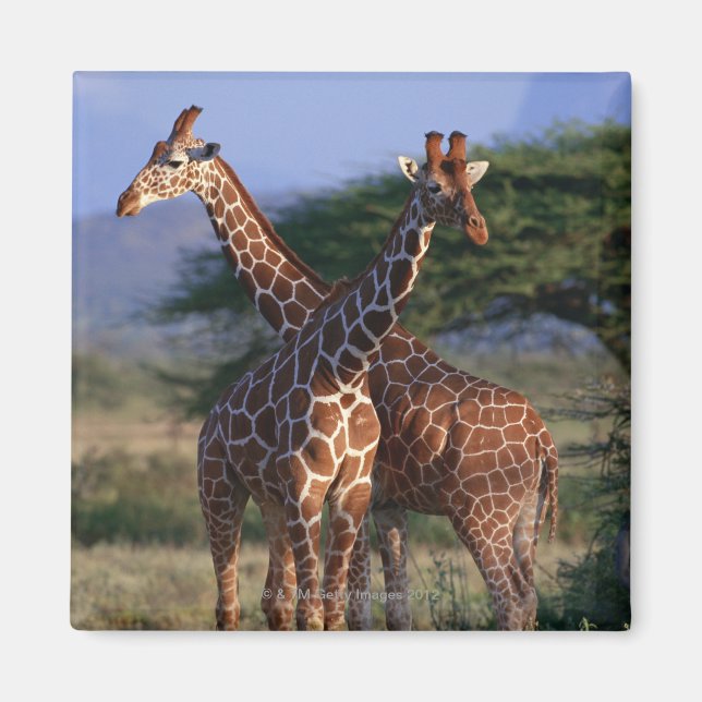 Reticulated Giraffe 2 Magnet (Front)