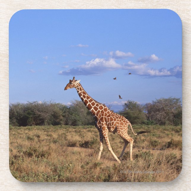 Reticulated Giraffe Coaster (Front)