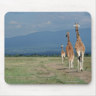 Reticulated Giraffe (Giraffa camelopardalis) 2 Mouse Pad