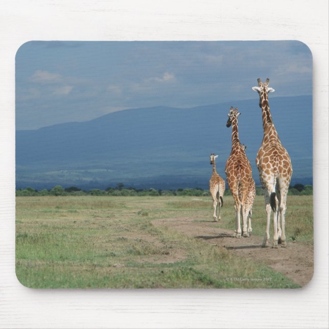 Reticulated Giraffe (Giraffa camelopardalis) 2 Mouse Pad (Front)