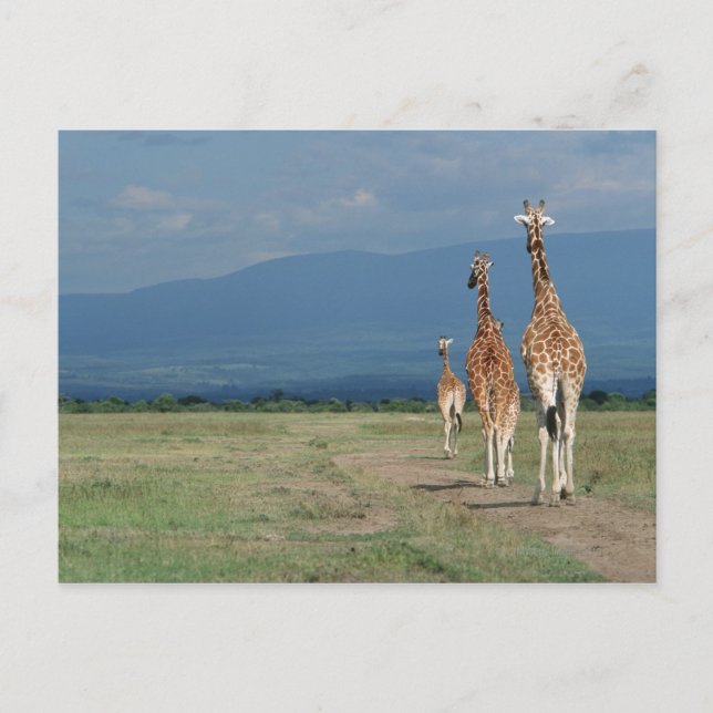 Reticulated Giraffe (Giraffa camelopardalis) 2 Postcard (Front)