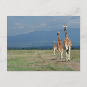 Reticulated Giraffe (Giraffa camelopardalis) 2 Postcard