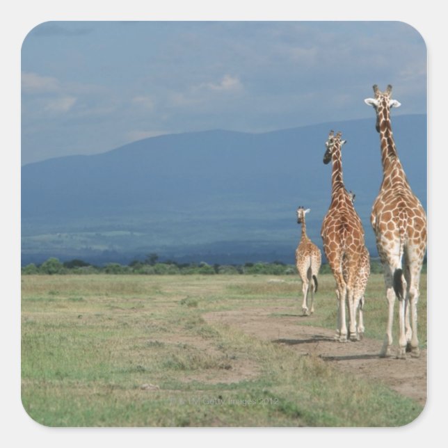 Reticulated Giraffe (Giraffa camelopardalis) 2 Square Sticker (Front)