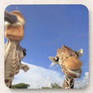 Reticulated Giraffe (Giraffa camelopardalis) 3 Coaster