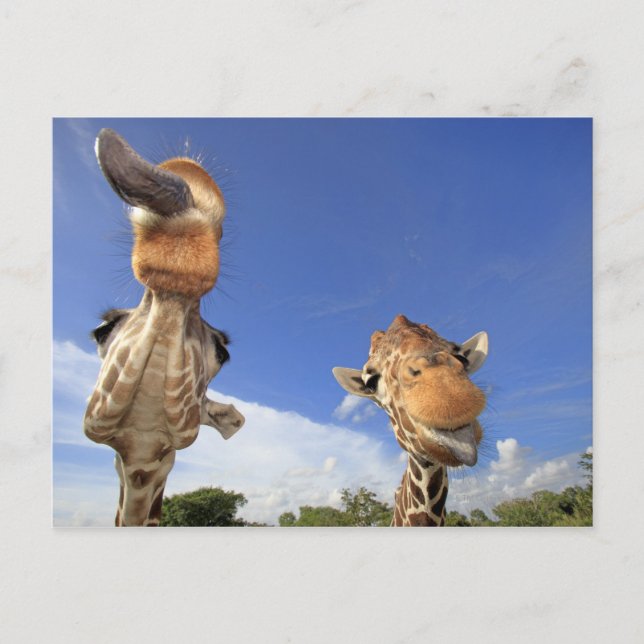 Reticulated Giraffe (Giraffa camelopardalis) 3 Postcard (Front)