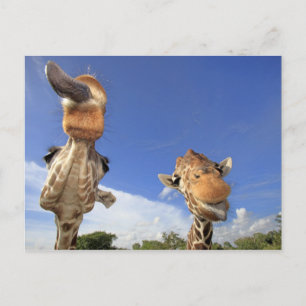 Reticulated Giraffe (Giraffa camelopardalis) 3 Postcard