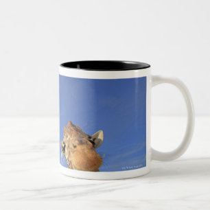 Reticulated Giraffe (Giraffa camelopardalis) 3 Two-Tone Coffee Mug