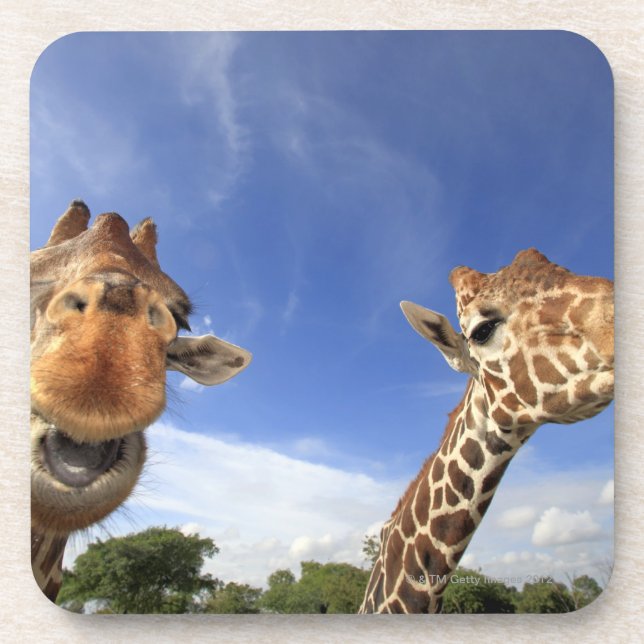 Reticulated Giraffe (Giraffa camelopardalis) Coaster (Front)