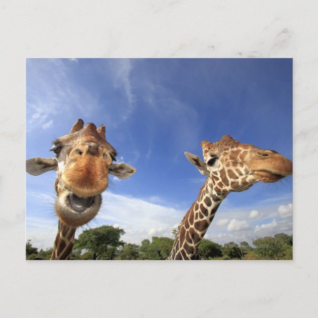 Reticulated Giraffe (Giraffa camelopardalis) Postcard (Front)