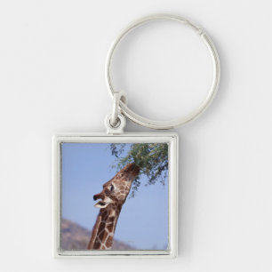 Reticulated Giraffe Key Ring