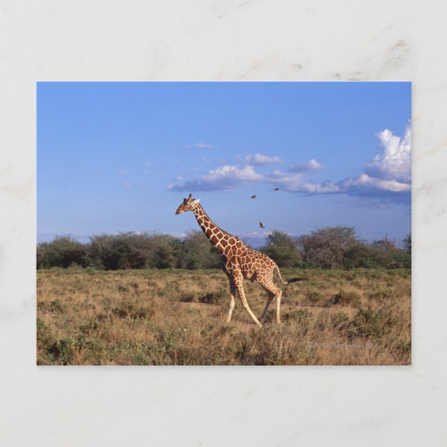 Reticulated Giraffe Postcard (Front)