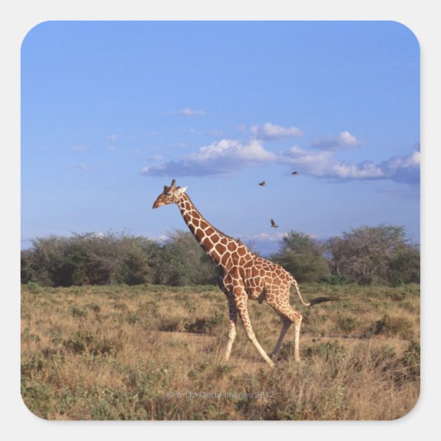 Reticulated Giraffe Square Sticker (Front)