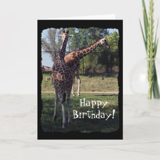 Reticulated Giraffes Birthday Card