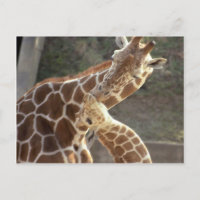 reticulated giraffes