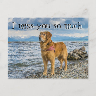 Retriever at the beach miss you postcard