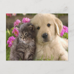 Retriever Kitten Postcard