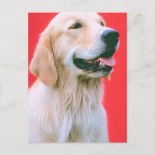 Retriever Panting Postcard