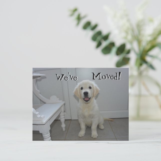 Retriever puppy We've Moved New Address Announcement Postcard (Standing Front)