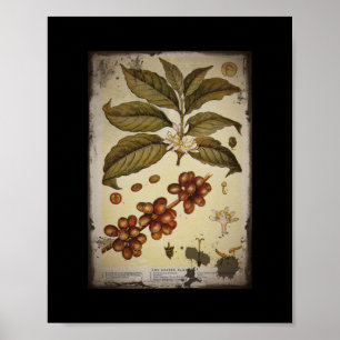 Retro Botanical Image Coffee Poster