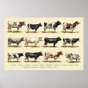 Retro Cattle Breeds Art Poster