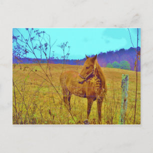Retro Coloured Horse Postcard
