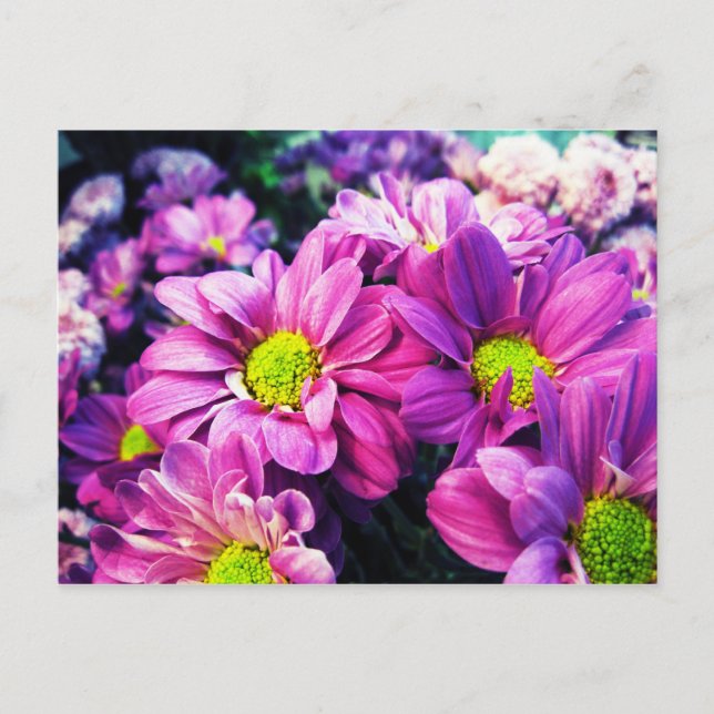 Retro Daisies I Postcard (Front)