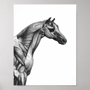 Retro horse muscle anatomy picture poster
