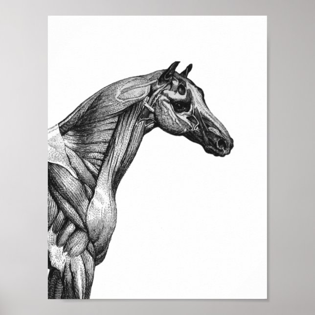 Retro horse muscle anatomy picture poster (Front)