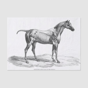 Retro horse muscle anatomy picture tissue paper