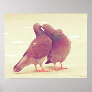Retro Love Birds Kissing Pigeon Poster