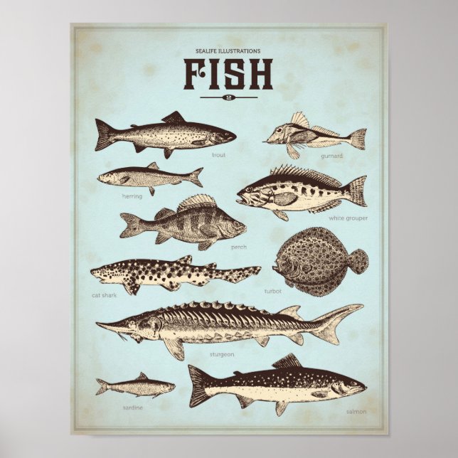 Retro marine poster with different sorts of fish (Front)