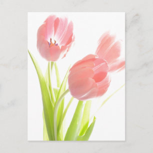 Retro Pink tulip Postcard