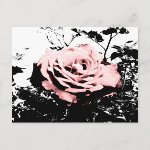 Retro Rose Postcard