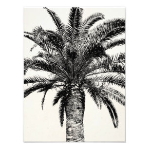 Retro Tropical Island Palm Tree in Black and White Photo Print