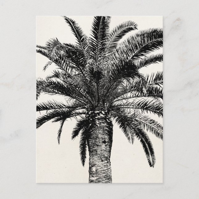 Retro Tropical Island Palm Tree in Black and White Postcard (Front)