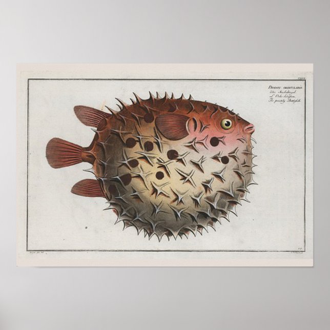 Retro Vintage Cute Puffer Fish Zoological Drawing Poster (Front)