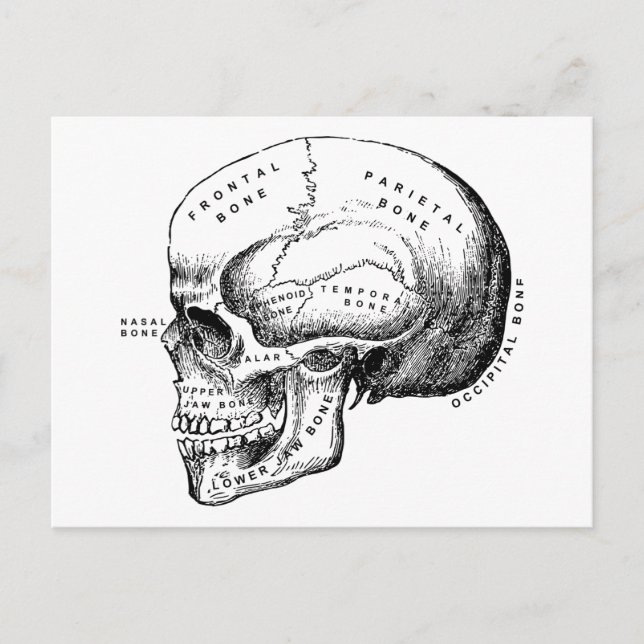 Retro Vintage Skull Profile Postcard (Front)