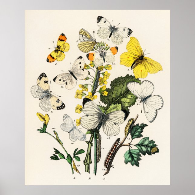 Retro Yellow Butterfly and flowers Print Poster  (Front)
