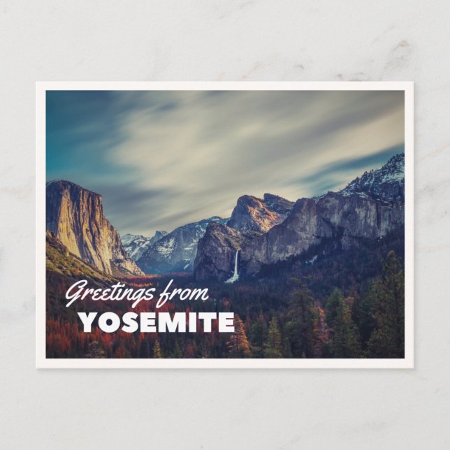 Retro Yellowstone Greetings Bison Grazing Blank Postcard (Front)