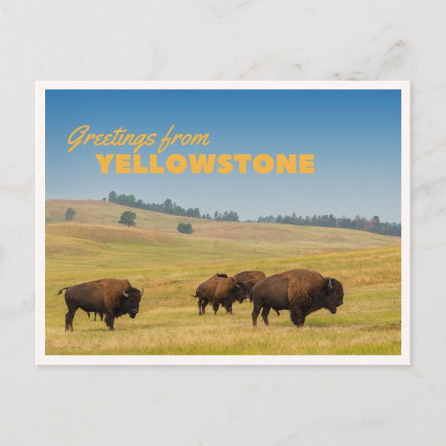 Retro Yellowstone Greetings Bison Grazing Blank Postcard (Front)