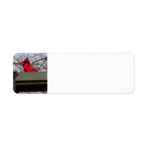 return address labels Cardina;