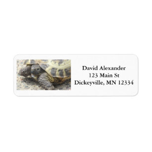 Return Mailing Address Labels with Cute Turtle
