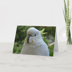 Return of the almond muncher! card