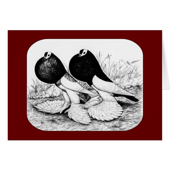 Reversewing Pouter Pigeons (Front Horizontal)