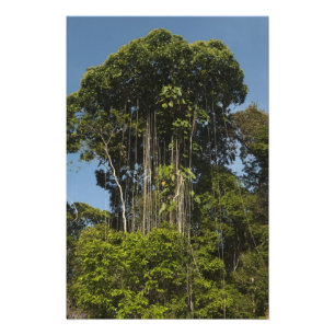 Rewa River edge Rainforest Guyana Photo Print