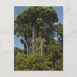 Rewa River edge Rainforest Guyana Postcard