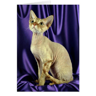 Rex, Devon, red tabby