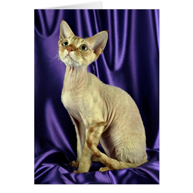 Rex, Devon, red tabby (Front)