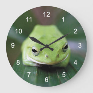 Rhacophorus schlegelii(シュレーゲルアオガエル) large clock